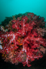 Fototapeta na wymiar Vibrant soft corals thrive on a healthy reef in Raja Ampat, Indonesia. This remote, tropical region is known as the heart of the Coral Triangle due to its spectacular marine biodiversity.