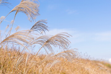 お月見 日本の秋の風物詩 すすきシルエット Wall Mural Kimkimchin