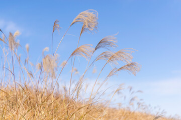 お月見 日本の秋の風物詩 すすきシルエット Wall Mural Kimkimchin