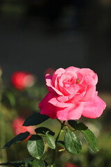 bee in a pink rose in a garden