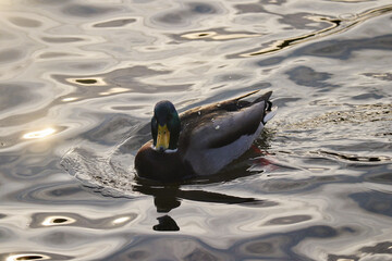 duck in the water