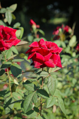 red rose in the garden