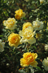 yellow roses in garden