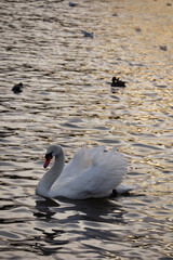 swan on the lake