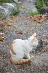 stray cat on the ground