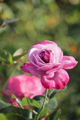 pink rose