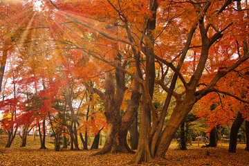 三重県伊勢市　五十鈴公園の紅葉	