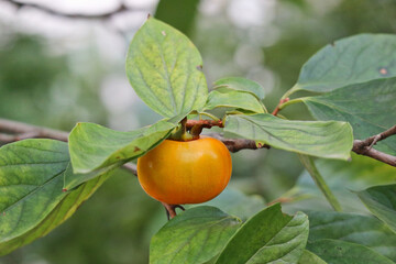 persimmon on tree