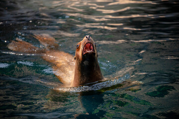 playing sea lion