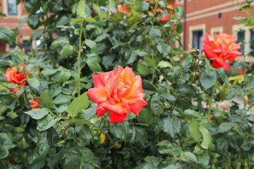 red rose in garden