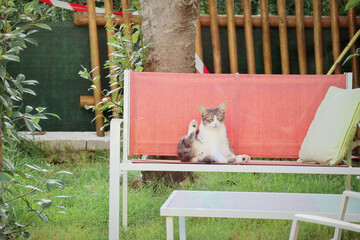 Cat on the bench