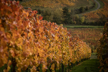 Fototapeta premium Weinberge im Herbst aus der schönen Ortschaft Grafschaft.