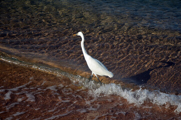 White heron in Egypt, Sharm El Sheikh. Red Sea