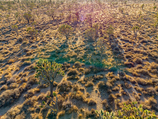Aerial view of many joshua tree in rural land