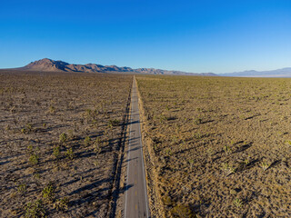 Aerial view of many joshua tree in rural land