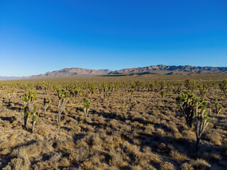 Aerial view of many joshua tree in rural land