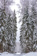 Snow-covered dirt road against the background of a forest winter landscape. Heavy snowfall.