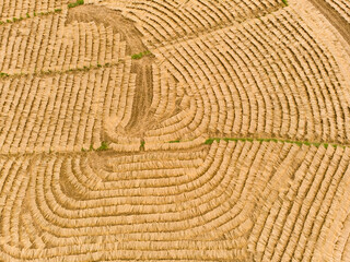 Fototapeta premium The rices of harvested by the machine are waiting to be bundled for the next rice milling process.