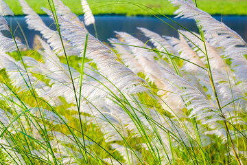 White Reed on the River Bank Blowing in the Wind