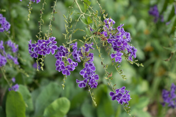 The shot purple flowers in the outdoor garden or (Golden dewdrop).