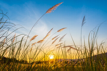 Obraz premium Reed Field at Sunset