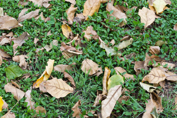 autumn leaves on the ground
