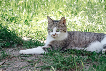 Naklejka na ściany i meble grey cat is lying on a green grass.
