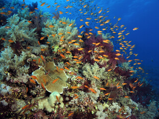 Fototapeta na wymiar A school of Lyretail anthias Pseudanthias squamipinnis on a colorful Red Sea coral reef