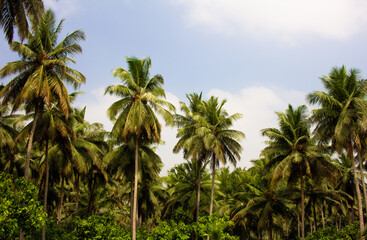 Fototapeta na wymiar View of coconut tree plantation in Pollachi, Tamil Nadu, India