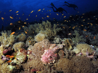 Naklejka na ściany i meble A Bearded scorpionfish Scorpaenopsis barbata on a deep Red Sea coral reef