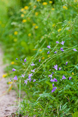 summer field with nice plants