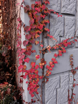 It is a red ivy vine.