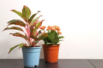 Pink Splash Aglaonema is an indoor plant. Garden background with copy space. Plant banner.
