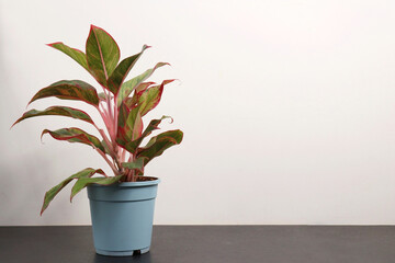 Pink Splash Aglaonema is an indoor plant. Garden background with copy space. Plant banner.
