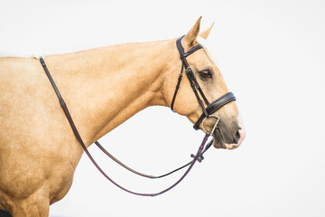 Palomino appendix horse