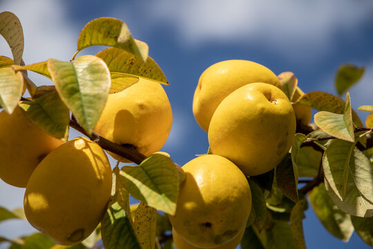 風景素材　青空とカリンの実
