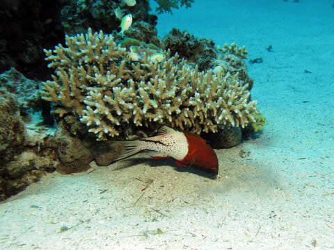 A Lyretail hogfish Bodianus anthioides feeding in the sand