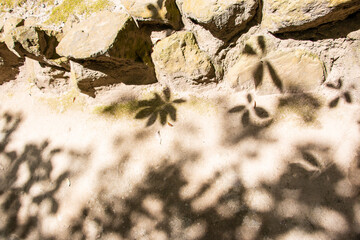 風景素材　葉っぱの日影