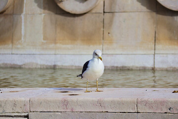 white heron