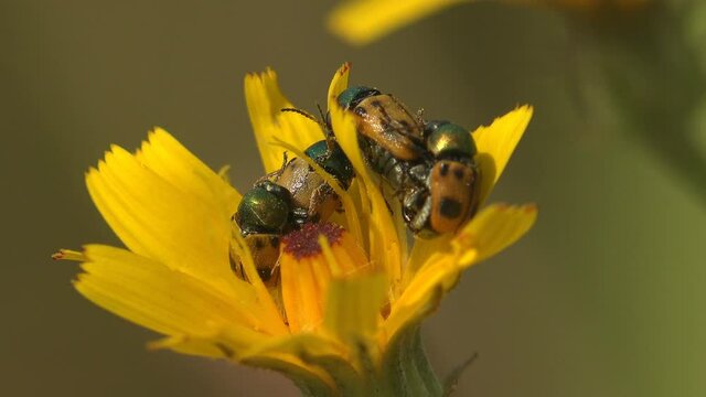 Four Clytra quadripunctata of leaf beetle in subfamily Cryptocephalinae, with two black dots sit on a yellow flower. Courtship rituals of insects and Mating. View Macro insect in wildlife