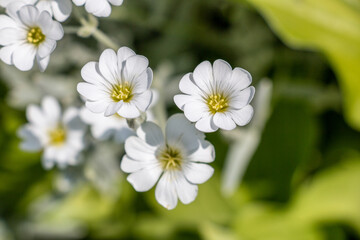 背景素材　可愛い白い花のクローズアップ