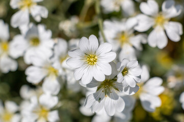 背景素材　可愛い白い花のクローズアップ