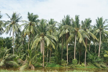 group of coconut palm trees