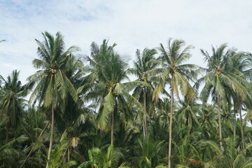Obraz na płótnie Canvas group of coconut palm trees