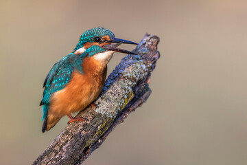 Eisvogel (Alcedo atthis)