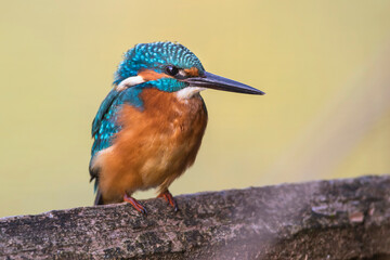 Eisvogel (Alcedo atthis)