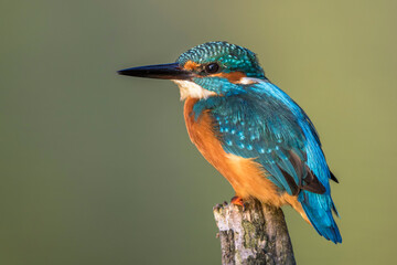 Eisvogel (Alcedo atthis)