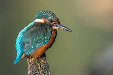 Eisvogel (Alcedo atthis)