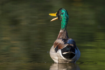 Stockente (Anas platyrhynchos) Männchen