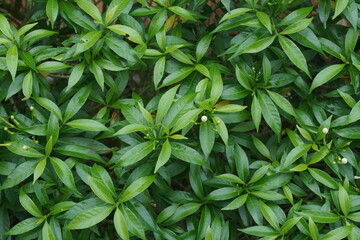 close up of greeny leaves
